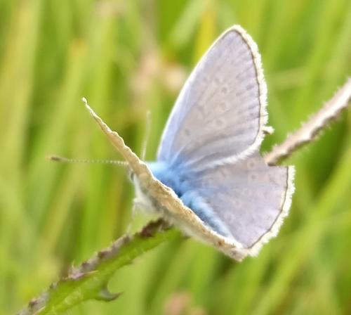 Réf. 259 559 : Polyommatus icarus