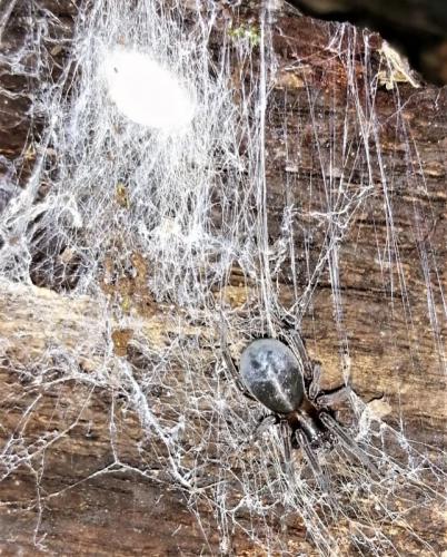 Amaurobius ferox