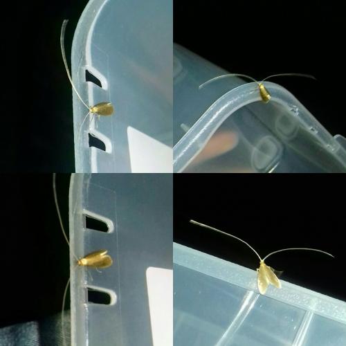 Nematopogon sp.