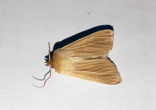 Réf. 259 731 : Mythimna pallens