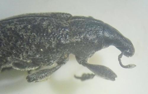 Réf. 259 838 : Cleonis pigra