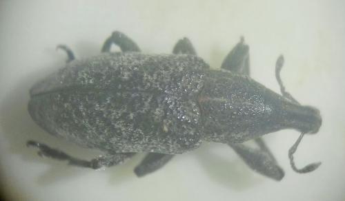 Réf. 259 837 : Cleonis pigra
