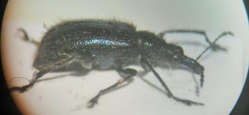 Lasiorhynchites sp.