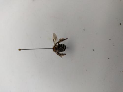 Réf. 259 888 : Tetraloniella strigata