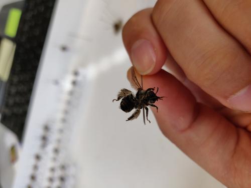 Eucera sp.