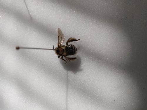 Réf. 259 884 : Tetraloniella strigata