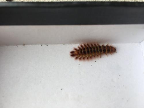 Drilus flavescens