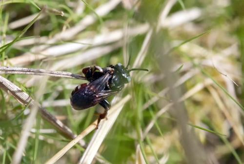 Epeoloides coecutiens
