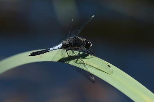 Réf. 259 953 : Leucorrhinia caudalis