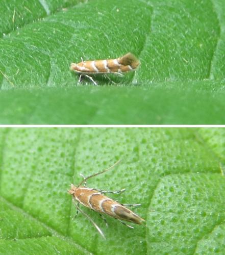 Réf. 259 722 : Cameraria ohridella