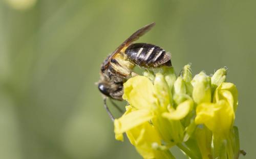 Andrena sp.