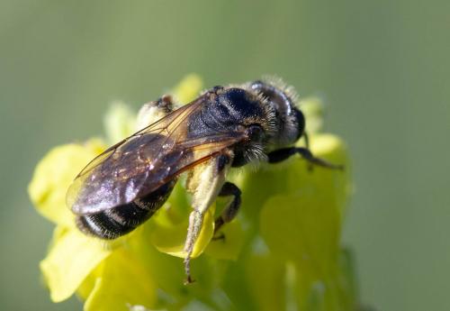 Andrena sp.