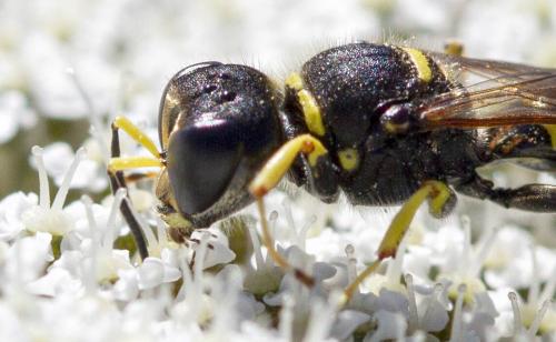 Réf. 259 990 : Ectemnius sp.