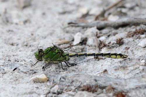Réf. 259 314 : Ophiogomphus cecilia