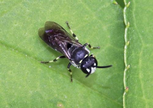 Réf. 259 694 : Hylaeus sp.