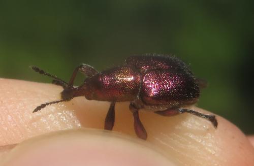Réf. 259 404 : Rhynchites auratus