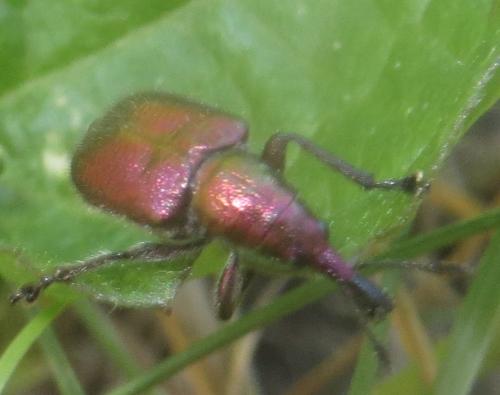 Rhynchites auratus