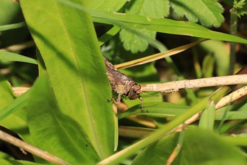 Réf. 259 463 : Tetrix undulata