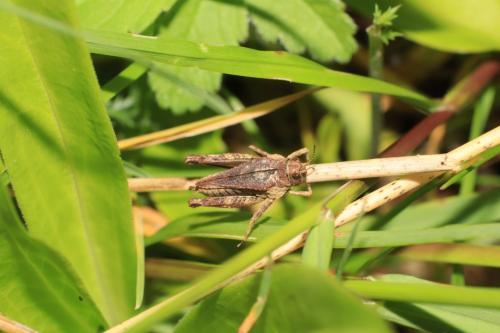 Réf. 259 462 : Tetrix undulata