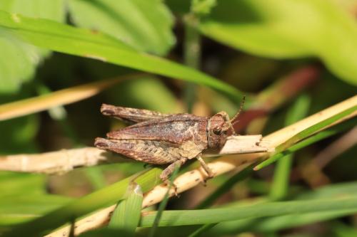 Réf. 259 461 : Tetrix undulata