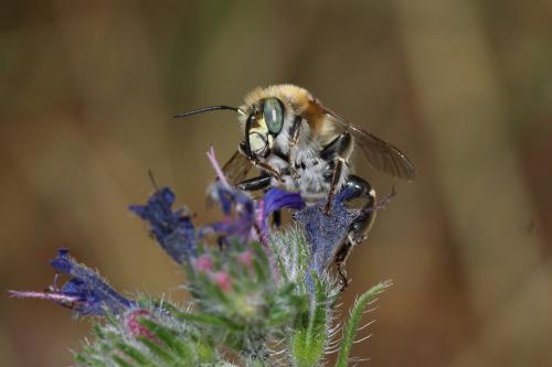 Anthophora femorata