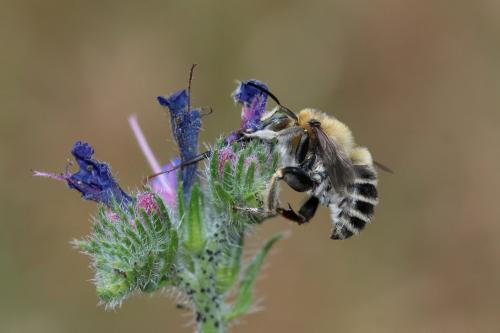 Réf. 259 138 : Anthophora femorata