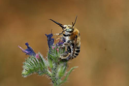 Anthophora femorata