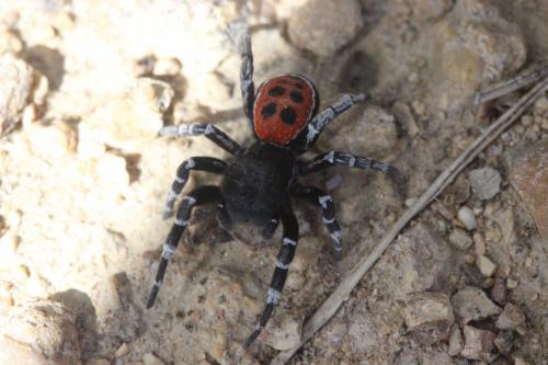 Eresus sandaliatus