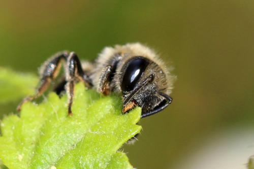 Osmia melanogaster