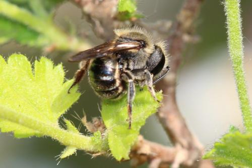 Osmia melanogaster