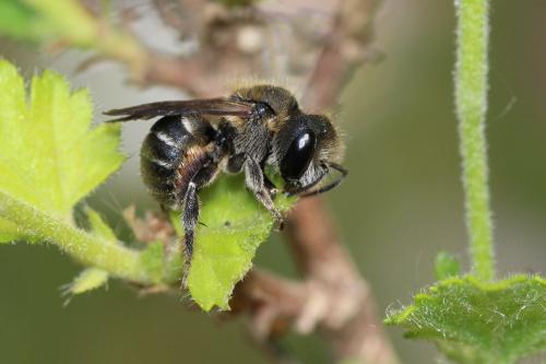 Osmia melanogaster
