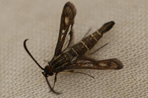 Pyropteron meriaeformis