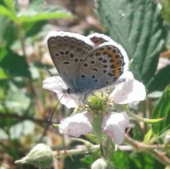 Réf. 259 342 : Plebejus argus