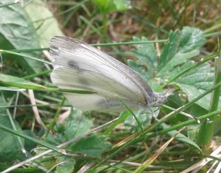 Pieris napi