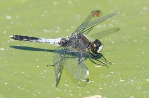 Réf. 259 549 : Leucorrhinia caudalis