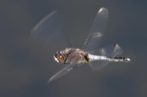 Réf. 259 550 : Leucorrhinia caudalis