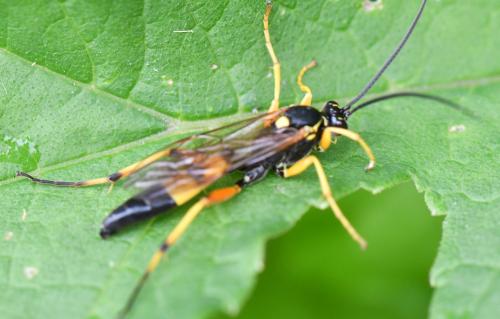 Réf. 259 433 : Diphyus quadripunctorius