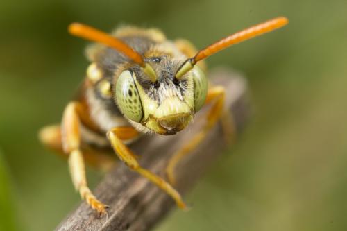 Réf. 259 608 : Nomada basalis