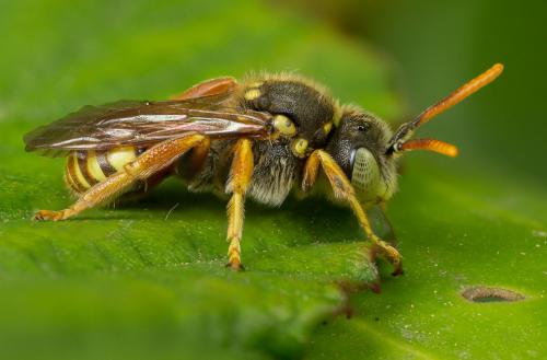 Nomada basalis