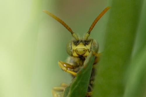 Nomada basalis