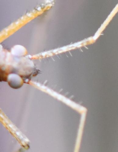 Phytocoris sp.