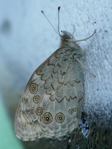 Lasiommata maera