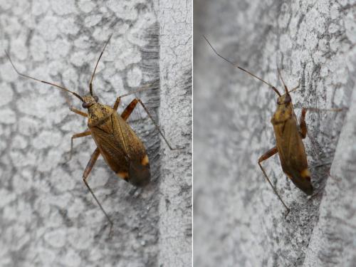 Closterotomus fulvomaculatus