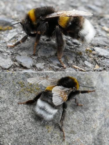 Bombus sp.