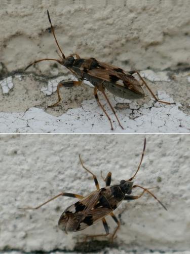 Beosus maritimus