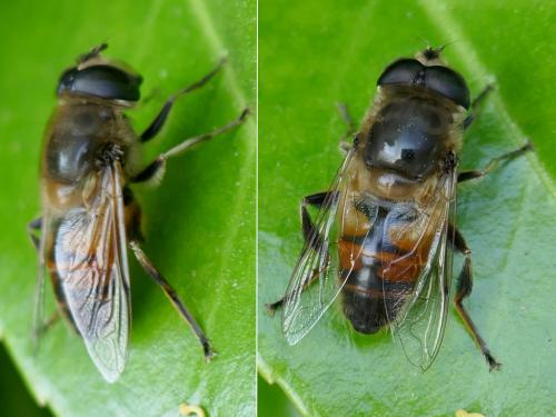 Eristalis tenax