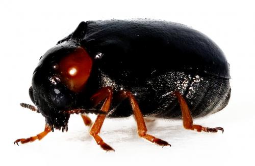 Réf. 259 200 : Smaragdina aurita