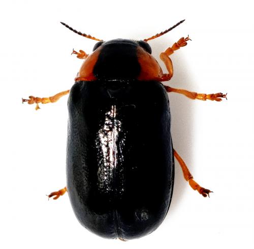 Réf. 259 199 : Smaragdina aurita