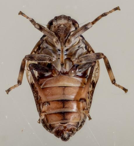 Issus coleoptratus
