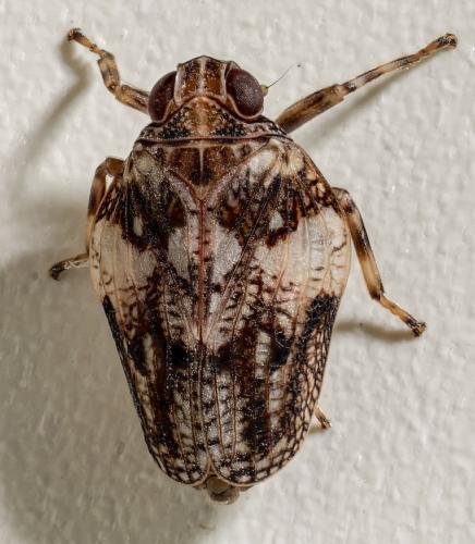 Issus coleoptratus